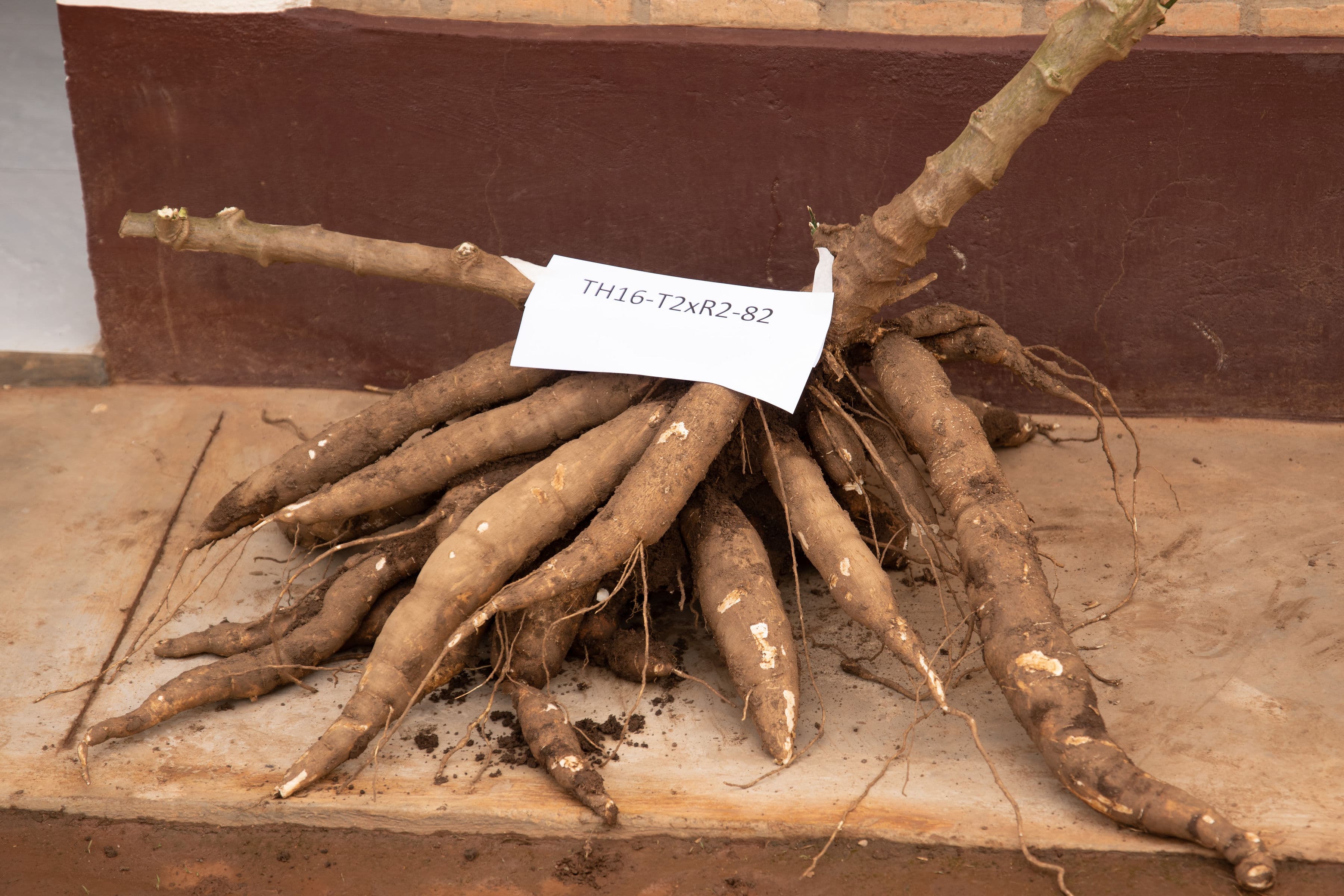 HUYE Eating and Believing of Cassava